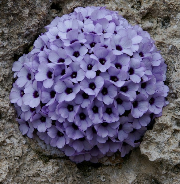 Dionysia afghanica GW/H1308
